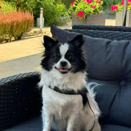 Royal Marina Hotel Chernomorets