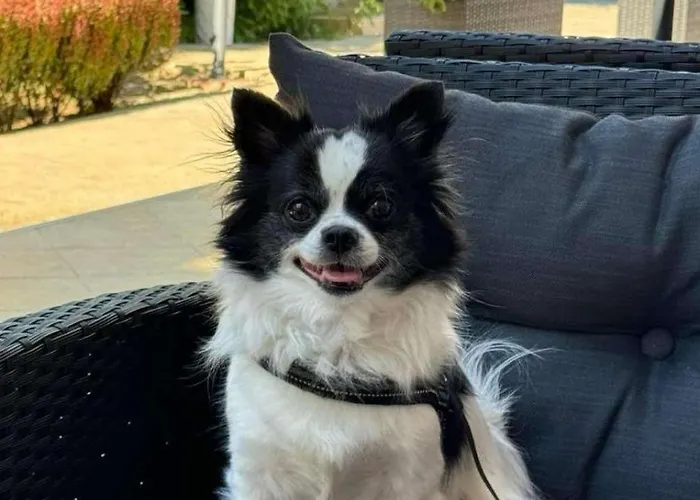 Royal Marina Хотел Черноморец